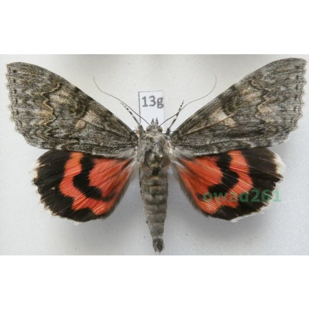 Catocala nupta (Linnaeus, 1767) Wstęgówka pąsówka Czech 71mm13g